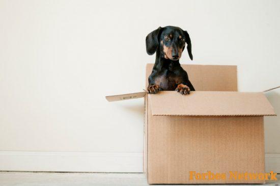 Bringing Your Pets from England to Ireland – Rules and Advice